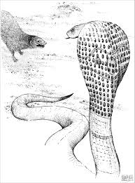This snake a king cobra is the largest venomous snake in the world. Coloring Page Of A Cobra Coloringbay