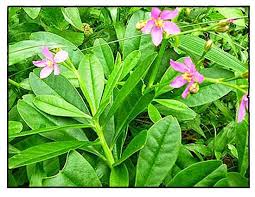 Image result for Talinum fruticosum