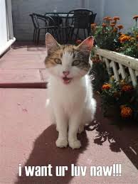 Image result for lolcats