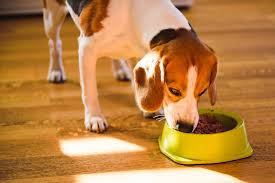 Riley children's health at indiana university. Pet Food Company Expands Recall Of Products After 70 Dogs Die People Com