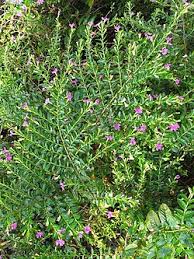 Image result for Cuphea