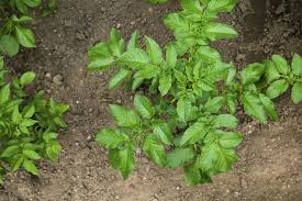 These turn into the true fruit of the plant, which resemble small green tomatoes. What Does A Potato Plant Look Like Top Facts