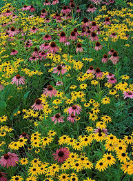 Wildflowers Ian Adams Photography Plants Wild Flowers Perennial Garden