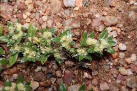 Image result for Guilleminea densa