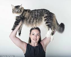 Supersized Maine Coon Cat Ludo Is Three Times The Size Of