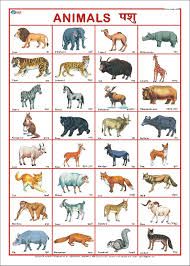 Animals beginning with x · xanthippe's shrew (crocidura xantippe) · xoloitzcuintli or xolo (a hairless domestic dog breed in mexico) . Buy Animals Chart 50 X 70 Cm Book Online At Low Prices In India Animals Chart 50 X 70 Cm Reviews Ratings Amazon In