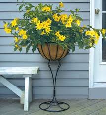 This tree can also easily grow thick foliage, which makes the plants down below it become devoid of sunlight. 26 Flowers That Bloom All Year Round Permanent Flowering Plants