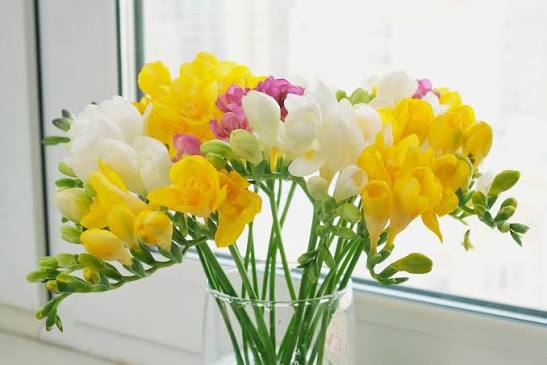 🌼 Pick of the week - freesias 🌼 The freesia is a popular choice for many thanks to their vibrant colours and delightful fragrance. With their stunning flowers available in shades like
