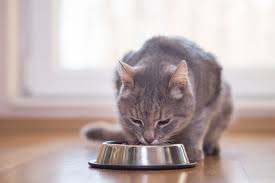 Sesungguhnya setiap ujian pasti ada sebab. Kuning Telur Dianjurkan Untuk Makanan Kucing Ini Penjelasannya Halaman All Kompas Com