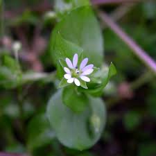 Image result for Stellaria sennii