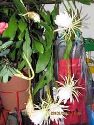 Water requirements geraniums heucheras hibiscus hostas hydrangeas iris japanese maples lettuce lilies melons onions and garlic orchid cactus peaches pelargoniums peonies peppers plumeria potatoes roses salvias squash strawberries tomatoes tulips waterlilies. Epiphyllum Oxypetalum Dc Haw