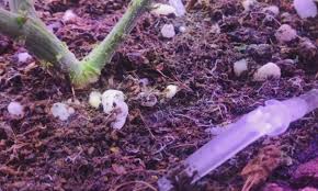 Maybe you would like to learn more about one of these? How To Get Rid Of Fungus Gnats 12 Way To Kill Fungus Gnat For Indoor Plants Updated For 2021 420 Big Bud