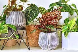 How to get rid of midges. Get Rid Of Gnats In Indoor Plants The Best Natural Methods To Try Better Homes And Gardens