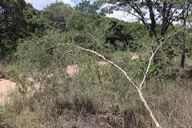 Image result for Crotalaria pallidicaulis