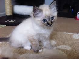 Lilac Point Birman Kittens For Sale Seal Point Tabby Birman Birman Kittens Tortie Kitten Cute Dogs And Puppies