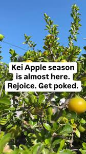 Image result for Dovyalis lucida