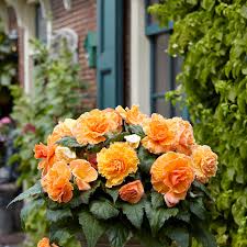 Image result for Begonia scutulum