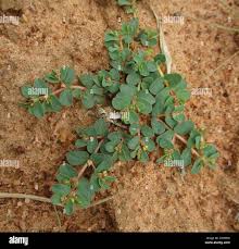 Image result for Euphorbia inaequilatera