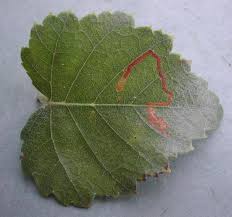 Image result for Stigmella continuella