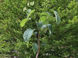 98% of roots are situated in the upper 40 cm, with temperature seems to be a determining factor. Cherimoya Rahmapfel Ochsenherz Annona Cherimola Baumschule Horstmann