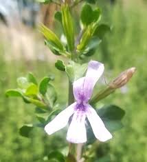 Image result for Dyschoriste thunbergiiflora