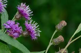 Image result for Vernonia infundibularis