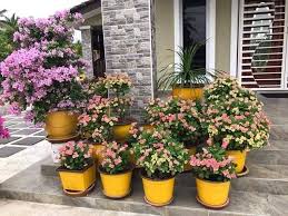 Check spelling or type a new query. Cantiknya Tuan Rumah Hias Bunga Depan Kaki Bisnes Viral Facebook