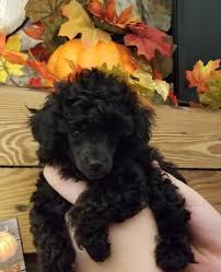 Black Female Toy Poodle Puppies For Sale Carolina Mountain Toy Poodles Akc And Ckc Poodle Puppies For Sale Toy Poodle Black Poodle Puppy