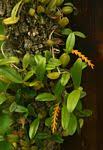 Image result for Bulbophyllum oreonastes