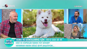 Kedi Ve Kopek Tuyleri Insana Zarar Verir Mi Youtube
