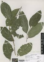 Image result for Scolopia