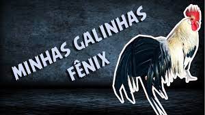 Galinhas Fenix Galos E Galinhas Youtube