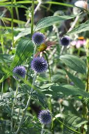 Image result for Echinops hoehnelii