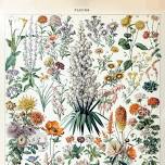 Botanical Drawing Class