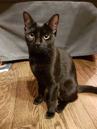 Welcome to the end of the kitten growth chart! No On Twitter I Adopted A 9 Month Old Cat Her Name At The Shelter Was Luna And I M Keeping It That Way