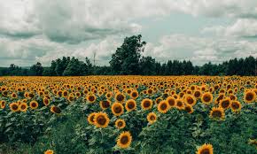 Picture Perfect Flower Fields To Visit In Michigan Detroit And Ann Arbor Metro Parent There's nothing like a field full of sunflowers, and now's the time of year to witness this glorious spectacle. picture perfect flower fields to visit
