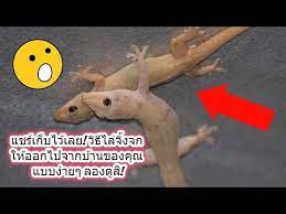 แชร เก บไว เลย ว ธ ไล จ งจก ให ออกไปจากบ านของค ณ แบบง ายๆ ลองด ส youtube diy และงานฝ ม อ งานฝ ม อ ผล ตภ ณฑ เพ อส ขภาพ