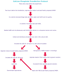 Using various chemical or physical methods, this gene transfer technology enables the study of gene function and protein expression in a cellular environment. Introduction To Cell Transfection