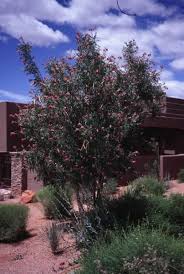 Desert Willow Tree Desert Willow Desert Willow Tree Desert Landscaping