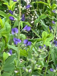 Image result for Indigofera podocarpa