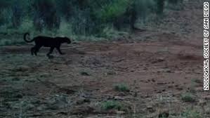 Amazulu baroka black leopards bloemfontein celtic cape town city chippa united golden arrows kaizer chiefs mamelodi sundowns maritzburg united orlando pirates stellenbosch supersport. Rare Black Leopard Captured In New Images From Kenya Cnn