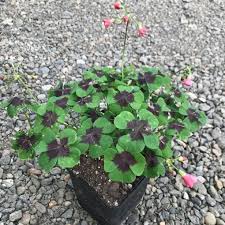 Image result for Oxalis tetraphylla