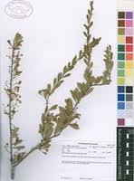 Image result for Boscia foetida
