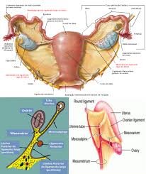 The peritoneum is the serous membrane forming the lining of the abdominal cavity or coelom in amniotes and some invertebrates, such as annelids. Monitoria De Anatomia Medicina Escs Ligamento Largo Do Utero E Uma Lamina Dupla De Peritonio Meso Que Se Estende Dos Lados Do Utero Ate As Paredes Laterais E O Assoalho