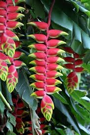 Pin On Lovely Outdoor Flower Plant Ideas