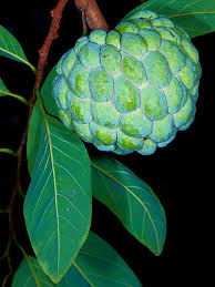Image result for Annona squamosa