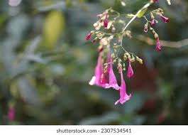 Image result for Isoglossa