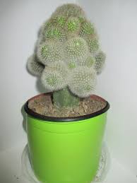 Cactus Y Suculentas Octubre 2016