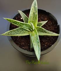 Image result for Corallocarpus bainesii