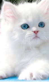 Https Encrypted Tbn0 Gstatic Com Images Q Tbn And9gcsehq 6pfehigvlms2ilcyhabwllxkowy0w6w Usqp Cau
